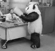 angry-panda-smash.gif.0fddc489a346314fba983566fec06c8c.gif